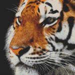 (image for) Tiger Portrait